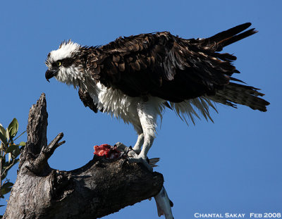 Osprey with Fish