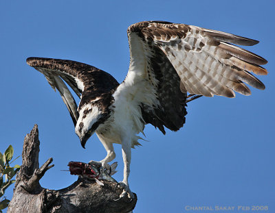 Osprey with Fish