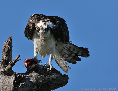 Osprey with Fish