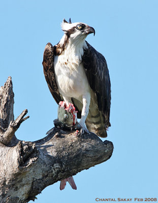 Osprey with Fish