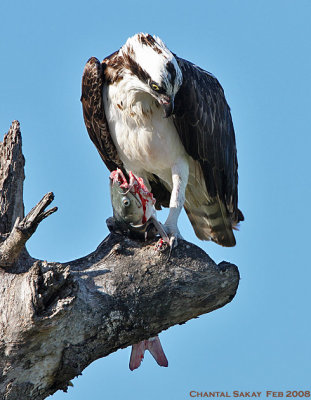 Osprey with Fish