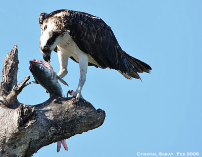 Osprey with Fish