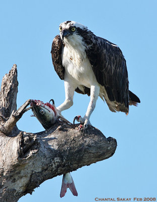 Osprey with Fish