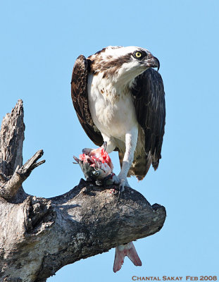 Osprey with Fish