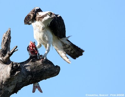 Osprey with Fish