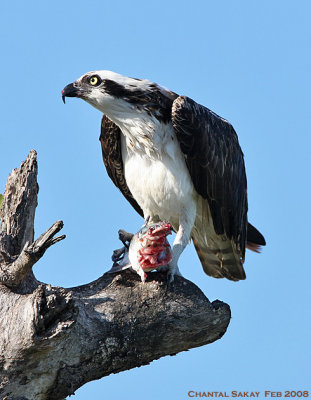 Osprey with Fish