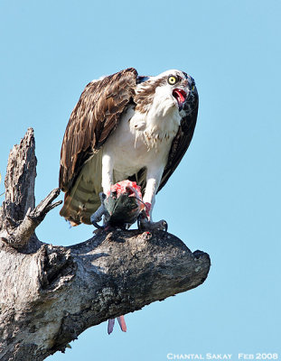 Osprey with Fish