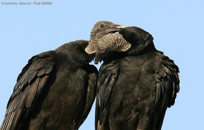 Black Vultures - Pair Bonding