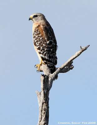 Red-shouldered Hawk