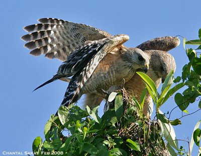 Red-shouldered Hawks