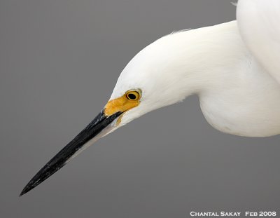 Snowy Egret