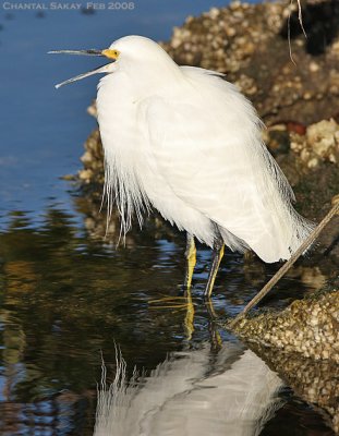 Snowy Egret