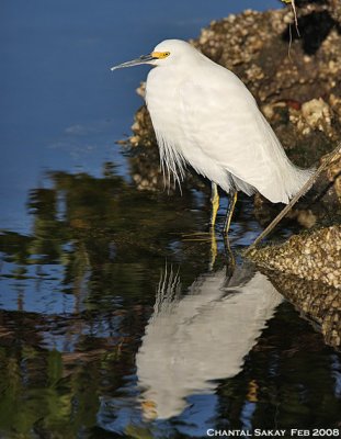 Snowy Egret