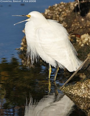 Snowy Egret