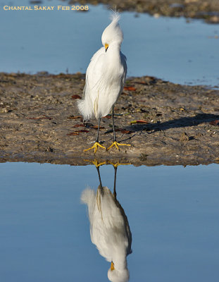 Snowy Egret