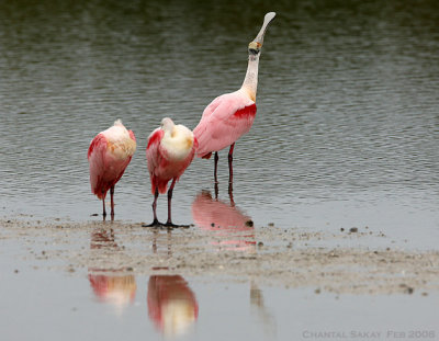 Spoonbills