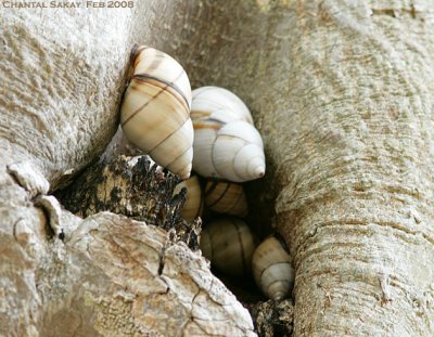 Tree Snails
