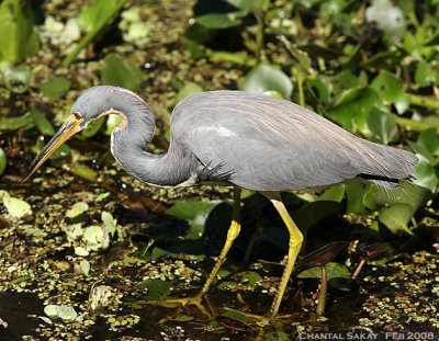 Tricolored Heron