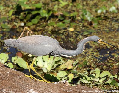 Tricolored Heron