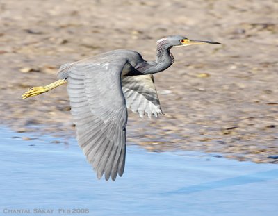 Tricolored Heron