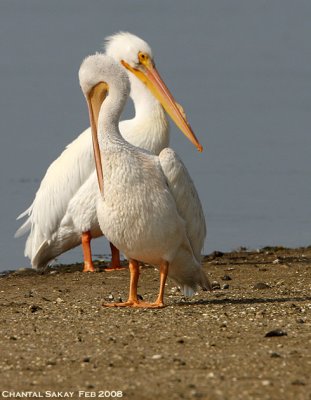 White Pelicans