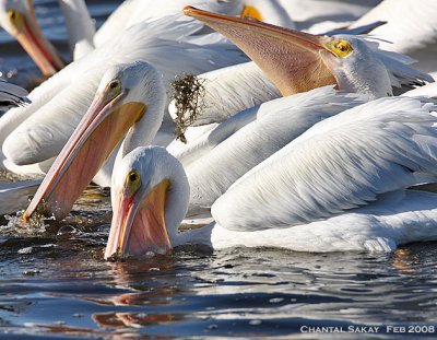 White Pelicans-Feeding