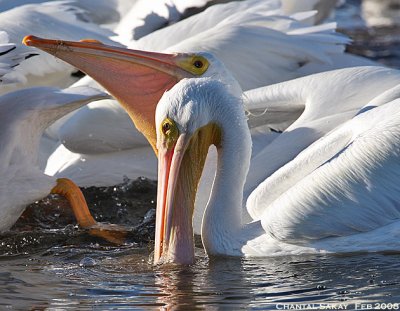 White Pelicans-Feeding