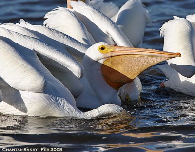 White Pelicans-Feeding