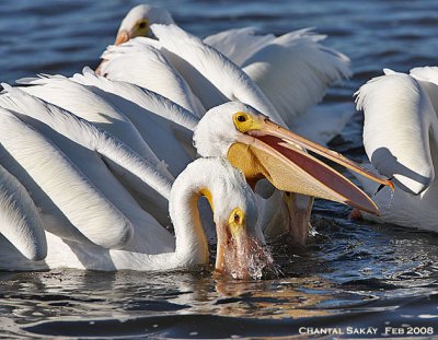 White Pelicans-Feeding