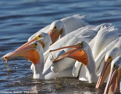 White Pelicans-Feeding