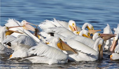 White Pelicans-Feeding