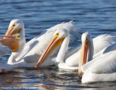 White Pelicans-Feeding