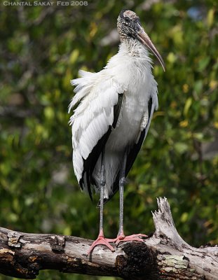 Wood Stork