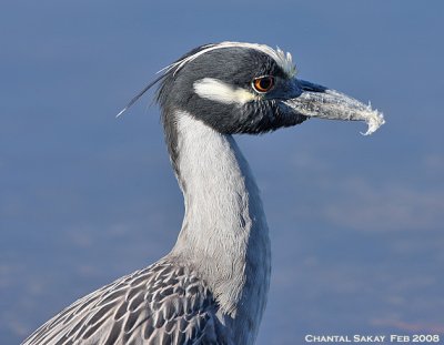 Yellow-crowned Night Heron