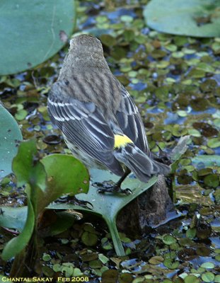 Yellow-rumped Warbler