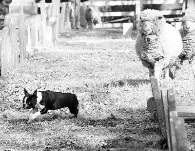 Max-and-Sheep-2444.jpg