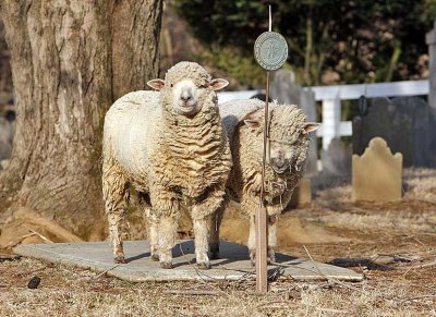 Sheep-2156.jpg