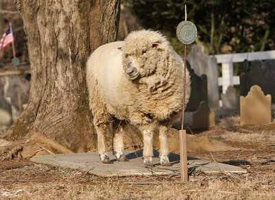 Sheep-2170.jpg