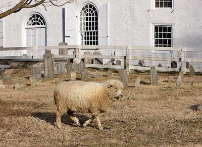 Sheep-2186.jpg
