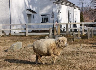 Sheep-2188.jpg