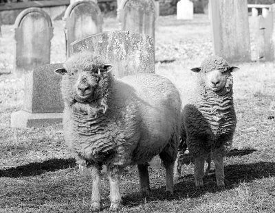 Sheep-2460.jpg