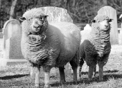 Sheep-2466.jpg