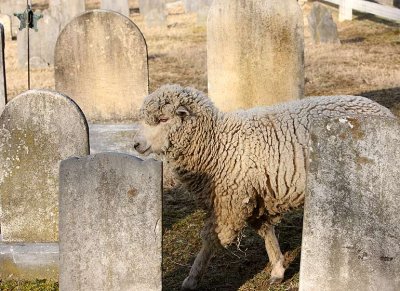 church_sheep