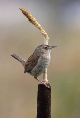 marshwrenrt.jpg