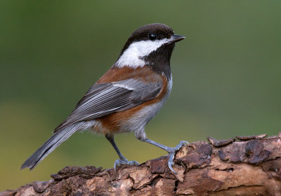 Chestnut Backed Chickadee(Poecile rufescens)