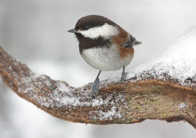 Chestnut Backed Chickadee(Poecile rufescens)