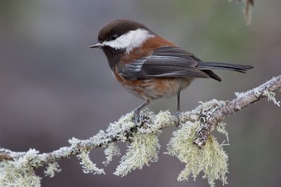 Chestnut Backed Chickadee(Poecile rufescens)