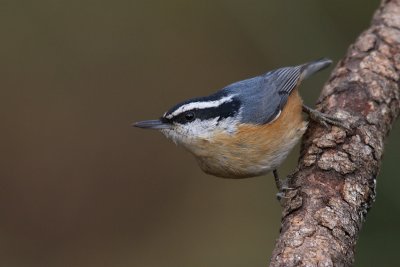 redbreastednuthatch1.jpg