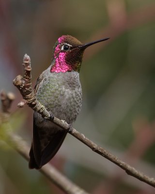 annas_hummingbird