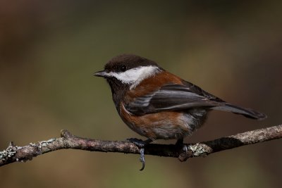 Chestnut Backed Chickadee(Poecile rufescens)